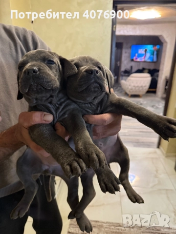 Две момиченца Кане Корсо!!! Обезпаразитени с две поставени ваксини!!!