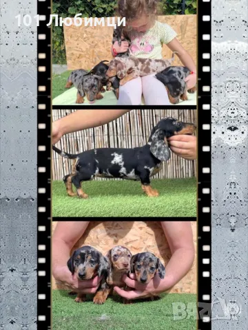 Дакели мерле