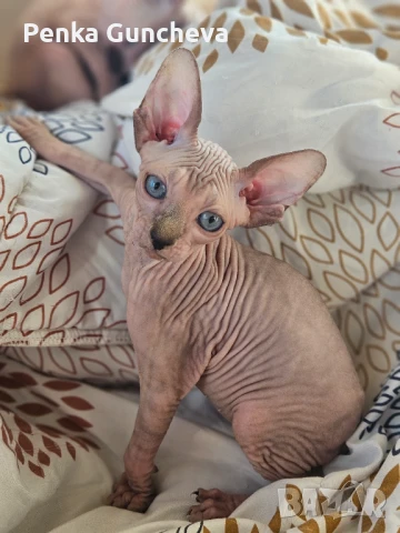 Канадски Сфинкс, снимка 12 - Сфинксове - 51349169