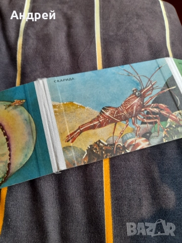 Детска книжка Морска Фауна, снимка 3 - Детски книжки - 52296637