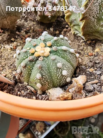 Астрофитуми по 12 лв, снимка 2 - Стайни растения - 50418412