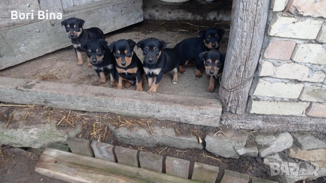 Як Териер , снимка 2 - Други - 52712297