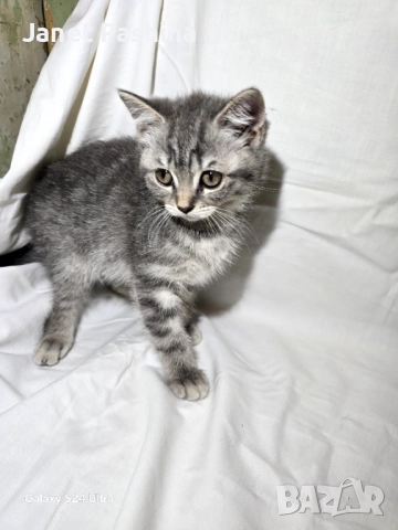 Британска/ Шотландска , снимка 2 - Британска късокосместа - 50789548