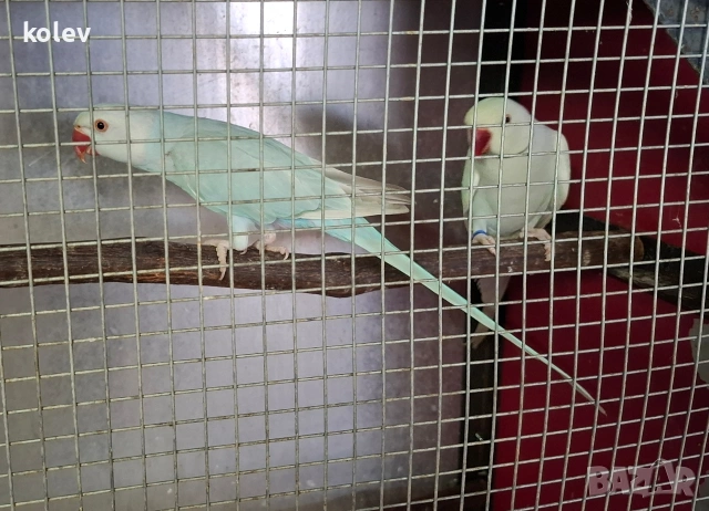 двойка малък Александър 