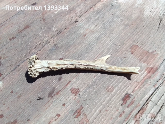 Рог от сръндак