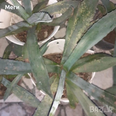 Алгаве,синьо,с лечебни свойства,донесено от Португалия, верее в BG .За Пловдив- лично предаване. , снимка 2 - Саксии и кашпи - 52554214