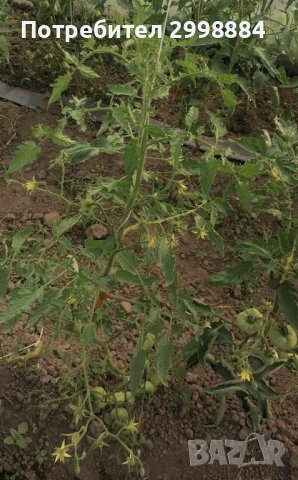 Разсад пипер,домати,краставици,патладжан,тиквички,маруля и д-р., снимка 17 - Разсади - 43900374