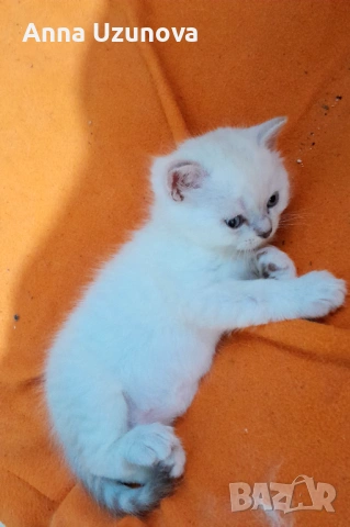 Шотландски/британски сребърни чинчили , снимка 6 - Британска късокосместа - 53426663