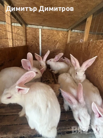 Зайци за месо и разплод, снимка 5 - Други - 50191126