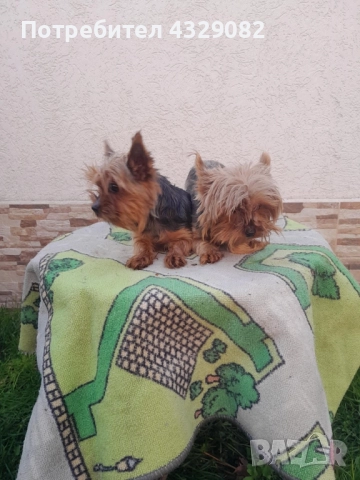 Продавам мини йоркита , снимка 3 - Йоркширски териер - 52504136