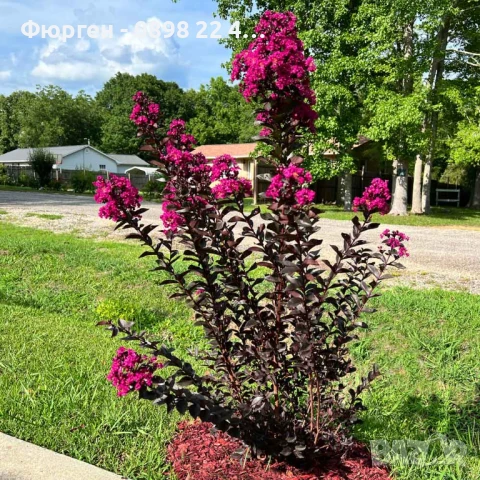 Индийски люляк Lagerstroemia indica Black Diamond Crimson red