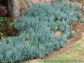 Сукулент Blue Stick
Curio talinoides
Сини пръсти!, снимка 1 - Стайни растения - 43010772