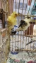 Продавам канари, снимка 12