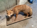 Продавам препарирана лисица, снимка 1
