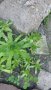 Сукулент 💥, снимка 1 - Градински цветя и растения - 36990587