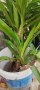 Юка - паума, снимка 1 - Градински цветя и растения - 43265832