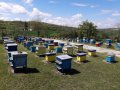 Продавам пчелни отводки , снимка 1 - Стоки за пчели - 43953511