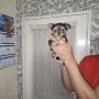 Мини йорки момиченце, снимка 3