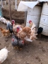 продавам пуики и пилета, снимка 1