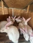 Зайци за месо и разплод, снимка 5