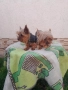 Продавам мини йоркита , снимка 3
