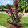 Индийски люляк Lagerstroemia indica Black Diamond Crimson red, снимка 1