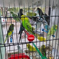 Разнообразие на папагали, снимка 6 - Папагали - 43127939