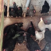 Разплодни яйца и пиленца от Легхорн, Легбар, Австралорп черен, син, Бял , снимка 18 - Кокошки и пуйки - 43887227