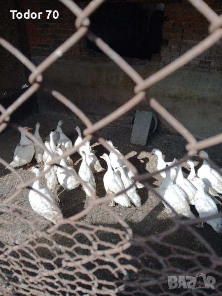 Продавам патици, снимка 1