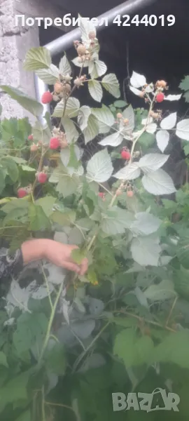 Корени малини, снимка 1