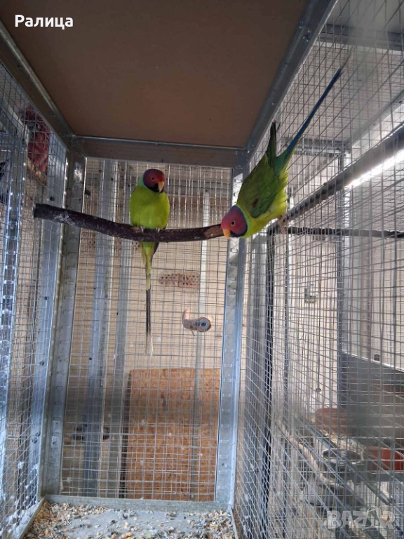 Сливоглав Александър, снимка 1