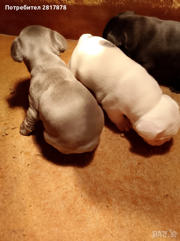 френски булдочета , снимка 1