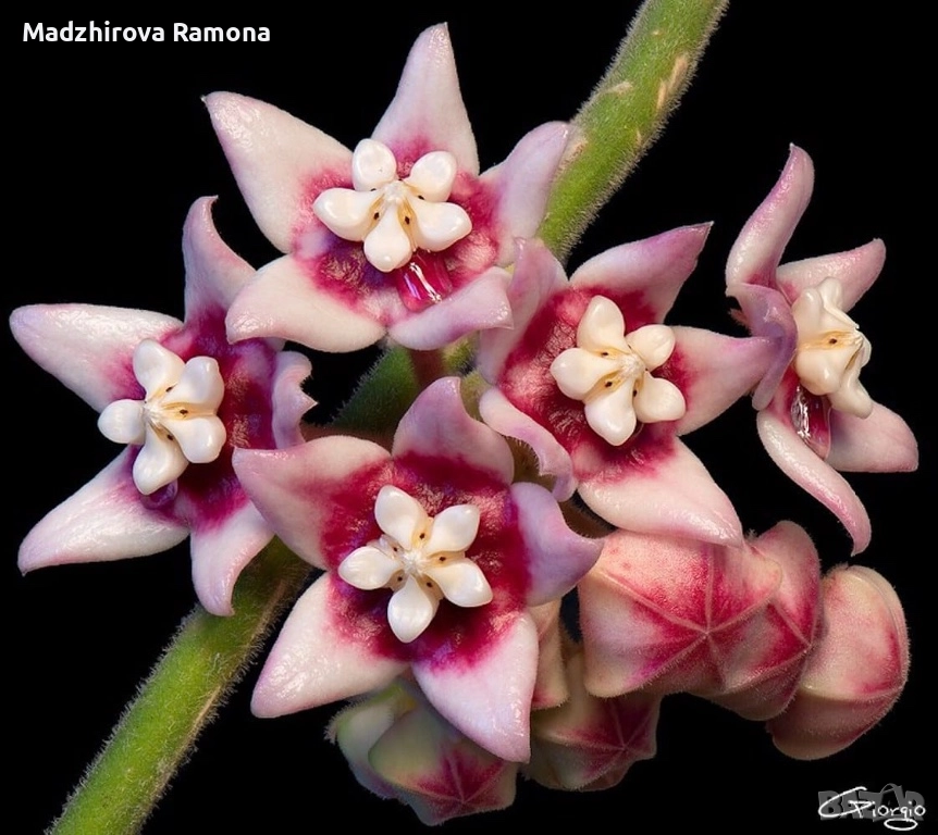 Hoya calycina stargarez , снимка 1