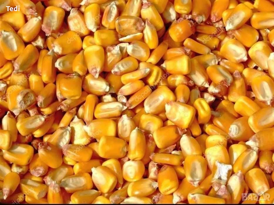 Продавам царевица , снимка 1