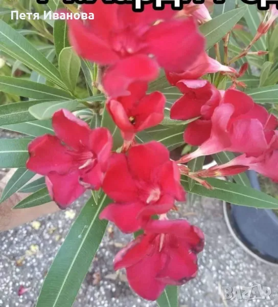 Олеандър червен , снимка 1