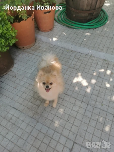 Померан мини шпиц , снимка 1