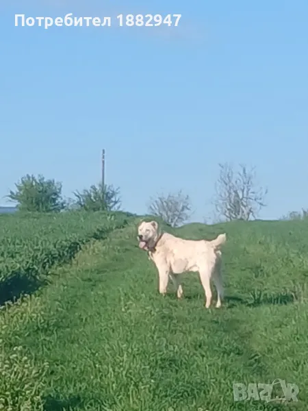 Alabay na godina, снимка 1