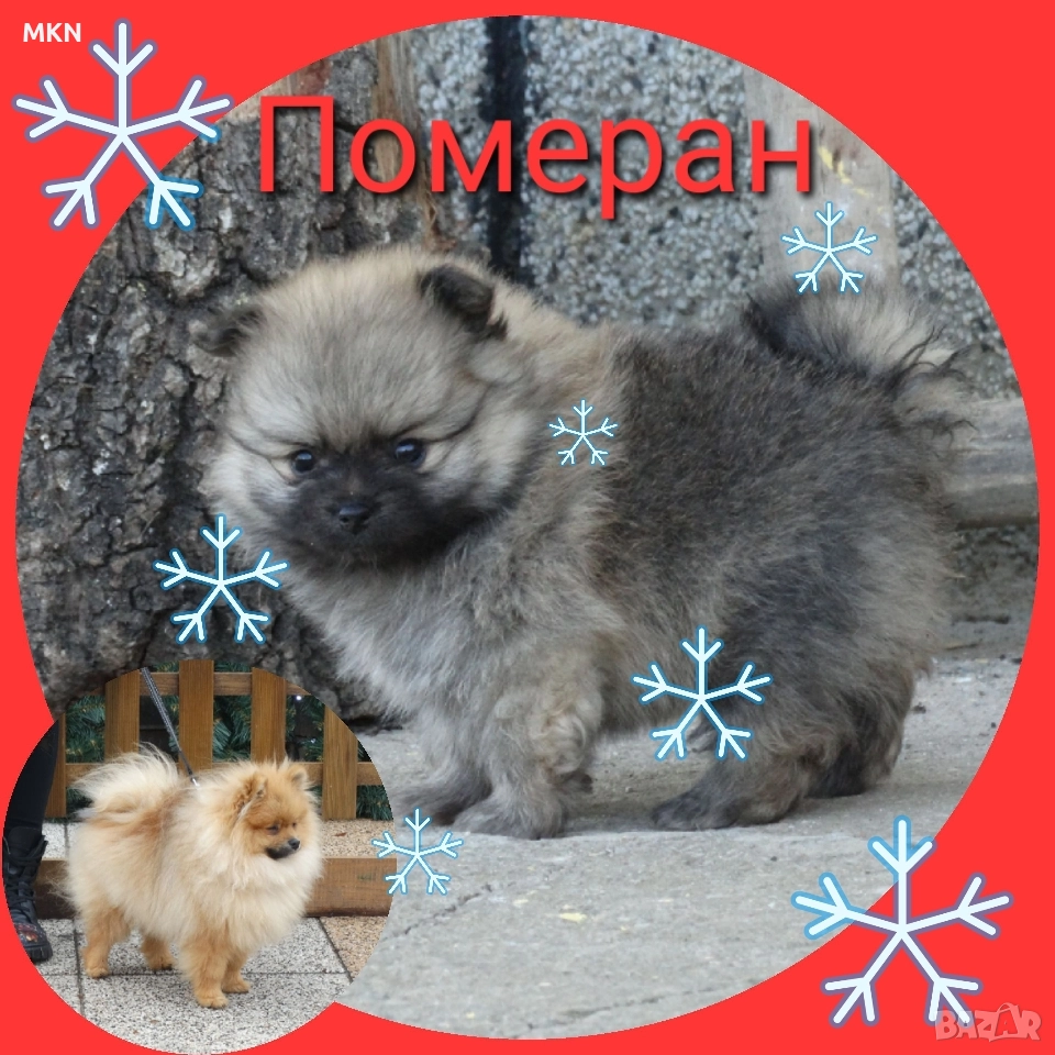 Померан с първа ваксина и паспорт , снимка 1