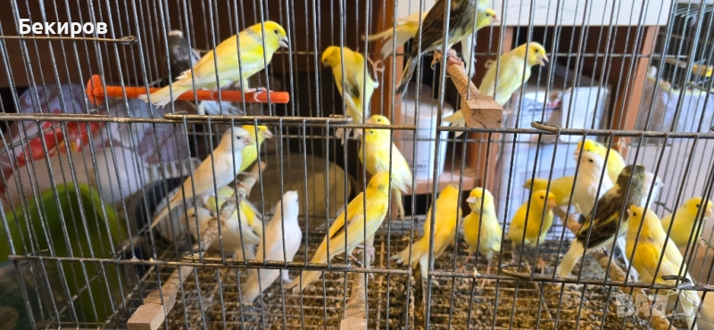 продавам канари , снимка 1