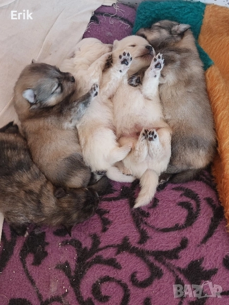 pomerani, снимка 1