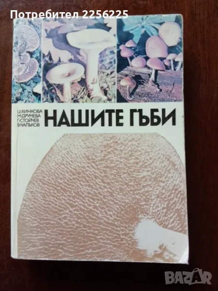 Нашите гъби, снимка 1