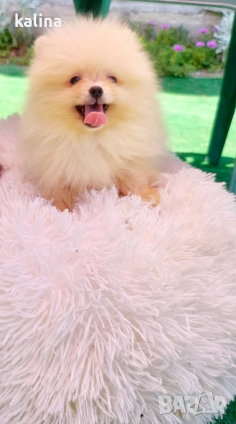 Продавам померан , снимка 1