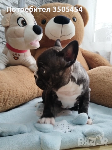 Френски булдок , снимка 2 - Френски булдог - 53276310