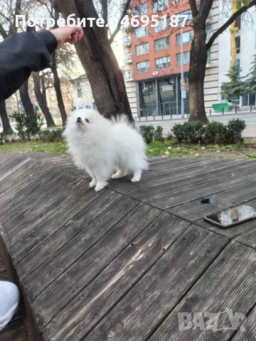 Померан момче, снимка 3 - Померан - 52930250