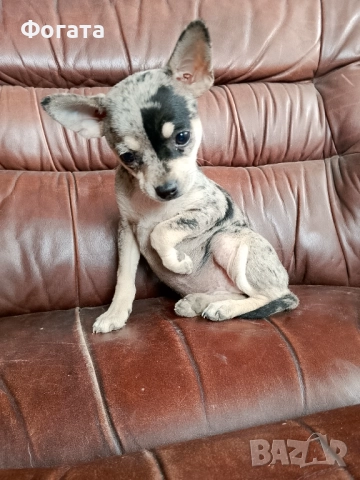 Продава се, снимка 3 - Пинчер - 52594323