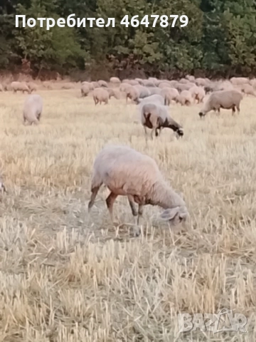 Продавам 250 овце Маришка, снимка 2 - Овце - 52370153