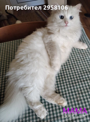 котенца бели,4 мес, снимка 15 - Британска късокосместа - 50837290