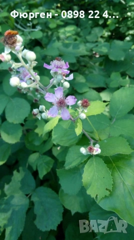 Розово цъфтяща сладка къпина (Лох мери), снимка 5 - Разсади - 38995508