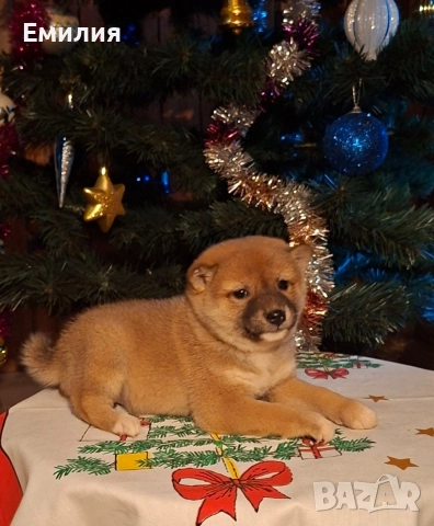 Шиба ину Коледни изненади, снимка 5 - Шиба ину - 52868459