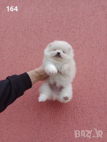 Померани. Реални снимки от 06.01.26 г. , снимка 10 - Померан - 52932942